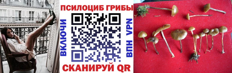 сайты даркнета официальный сайт  Нефтегорск  Псилоцибиновые грибы Psilocybe 
